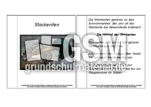 Mini-Buch-für-Lapbook-Stockente-Lesetext.pdf